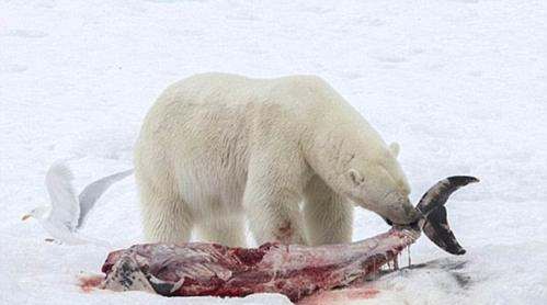北极熊是食肉动物,北极熊是熊科还是猫科图7