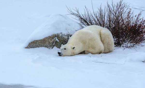 北极熊是食肉动物,北极熊是熊科还是猫科图2