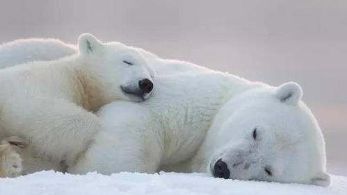 北极熊是食肉动物,北极熊是熊科还是猫科图4