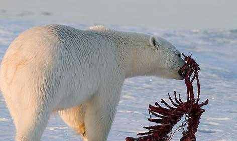 北极熊是食肉动物,北极熊是熊科还是猫科图6