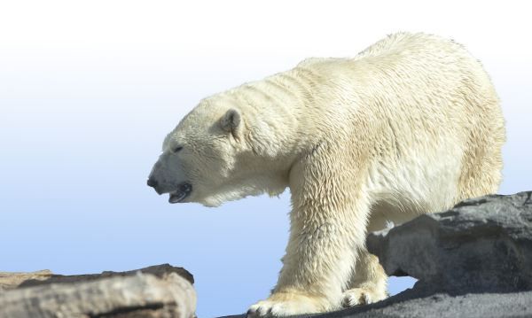 北极熊是食肉动物,北极熊是熊科还是猫科图3