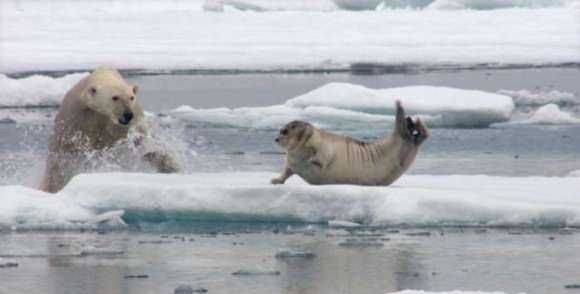 北极熊是食肉动物,北极熊是熊科还是猫科图5