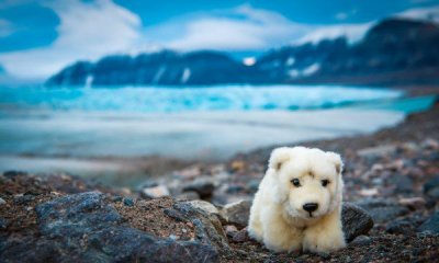 ​北极熊是食肉动物,北极熊是熊科还是猫科