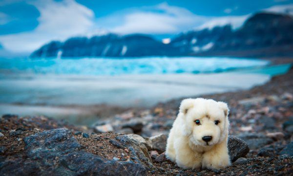 北极熊是食肉动物,北极熊是熊科还是猫科图1