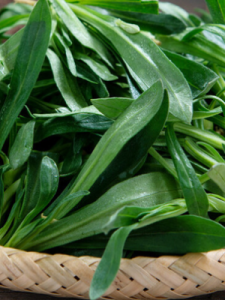 ​野辣菜图片(野辣菜图片中毒)