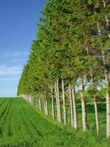 ​渗透作用(渗透作用u型管蔗糖葡萄糖)