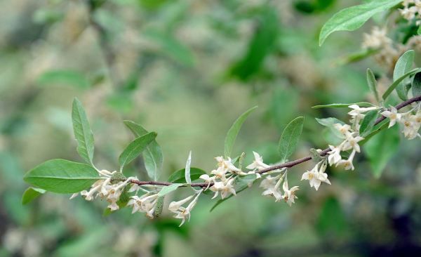 种子传播的方法,二年级植物传播种子的方法有哪些二年级语文图2