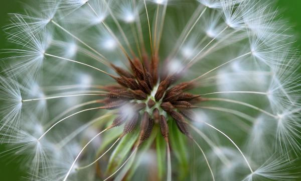 种子传播的方法,二年级植物传播种子的方法有哪些二年级语文图1