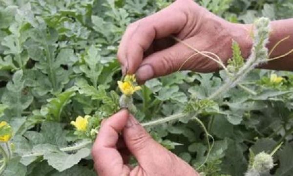 种子传播的方法,二年级植物传播种子的方法有哪些二年级语文图4