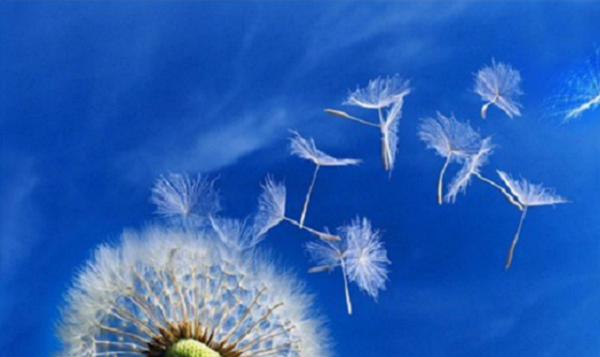 种子传播的方法,二年级植物传播种子的方法有哪些二年级语文图6