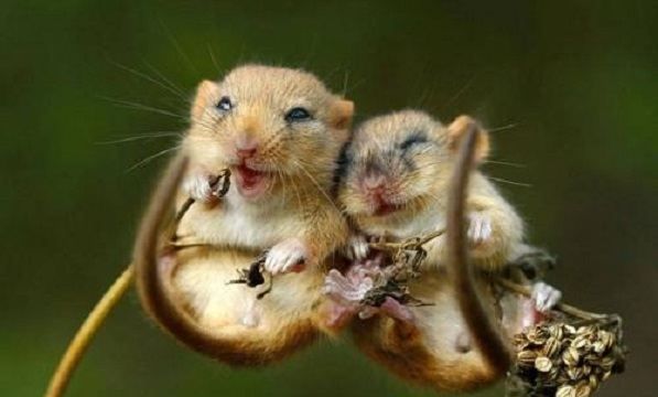 种子传播的方法,二年级植物传播种子的方法有哪些二年级语文图5