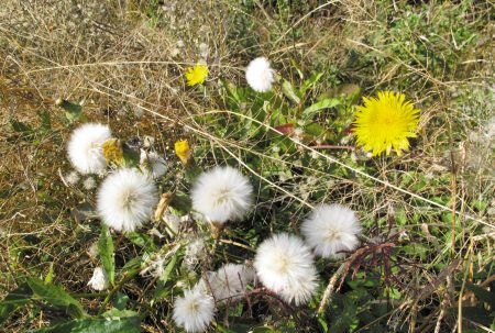 种子传播的方法,二年级植物传播种子的方法有哪些二年级语文图10