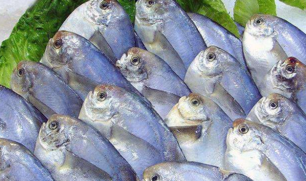 吃金昌鱼有什么好处,金鲳鱼的营养价值有哪些图6