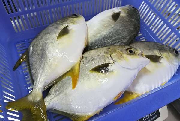 吃金昌鱼有什么好处,金鲳鱼的营养价值有哪些图4