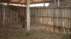 已经灭绝的北方白犀牛（世界上最后一只雄性北白犀牛）(23)