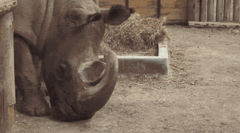 已经灭绝的北方白犀牛（世界上最后一只雄性北白犀牛）(18)