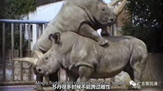 已经灭绝的北方白犀牛（世界上最后一只雄性北白犀牛）(10)