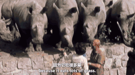 已经灭绝的北方白犀牛（世界上最后一只雄性北白犀牛）(9)