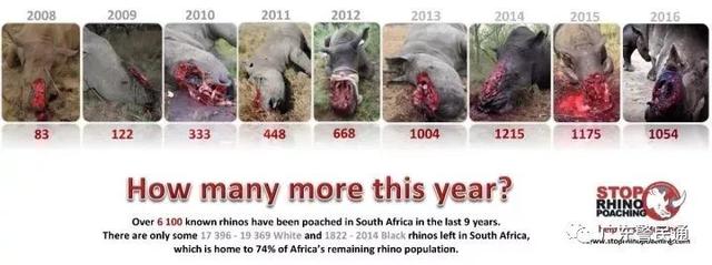 已经灭绝的北方白犀牛（世界上最后一只雄性北白犀牛）(4)