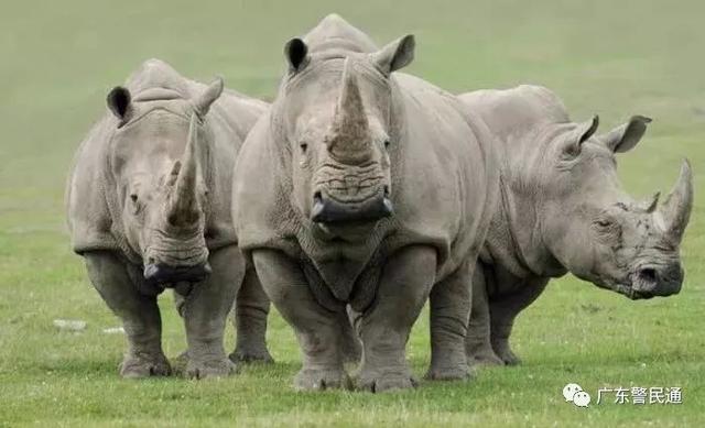 已经灭绝的北方白犀牛（世界上最后一只雄性北白犀牛）(24)