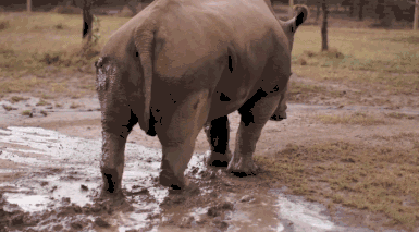 已经灭绝的北方白犀牛（世界上最后一只雄性北白犀牛）(25)