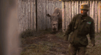 已经灭绝的北方白犀牛（世界上最后一只雄性北白犀牛）(21)