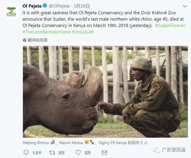 已经灭绝的北方白犀牛（世界上最后一只雄性北白犀牛）(1)