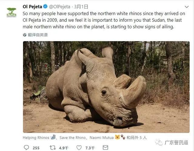 已经灭绝的北方白犀牛（世界上最后一只雄性北白犀牛）(26)