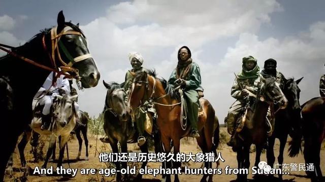 已经灭绝的北方白犀牛（世界上最后一只雄性北白犀牛）(16)