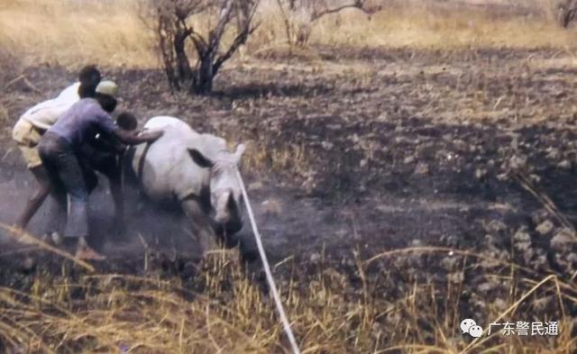 已经灭绝的北方白犀牛（世界上最后一只雄性北白犀牛）(6)