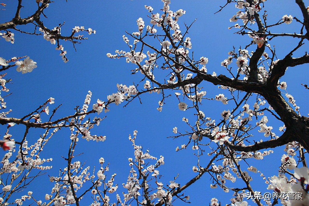 春天开的常见的花（在春季盛开的鲜花分享）