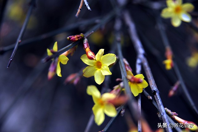 春天开的常见的花（在春季盛开的鲜花分享）