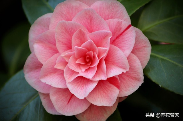 春天开的常见的花（在春季盛开的鲜花分享）