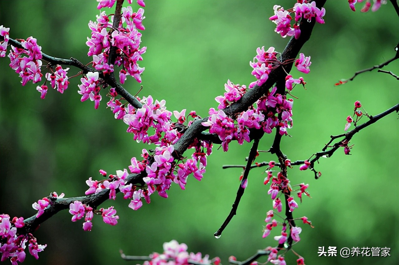 春天开的常见的花（在春季盛开的鲜花分享）