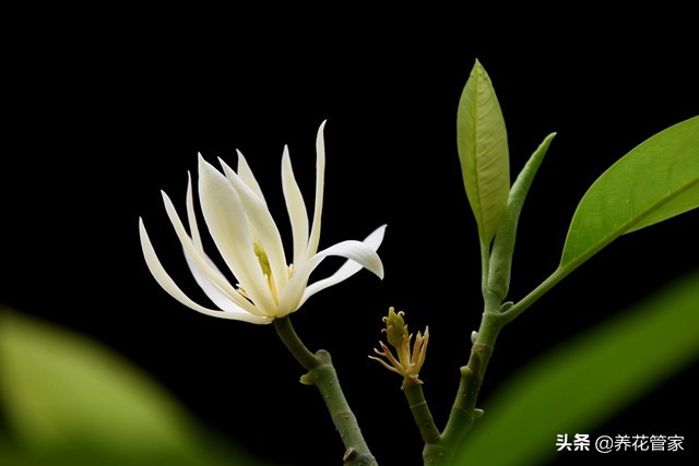 春天开的常见的花（在春季盛开的鲜花分享）