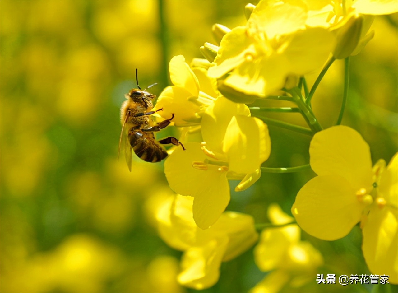 春天开的常见的花（在春季盛开的鲜花分享）