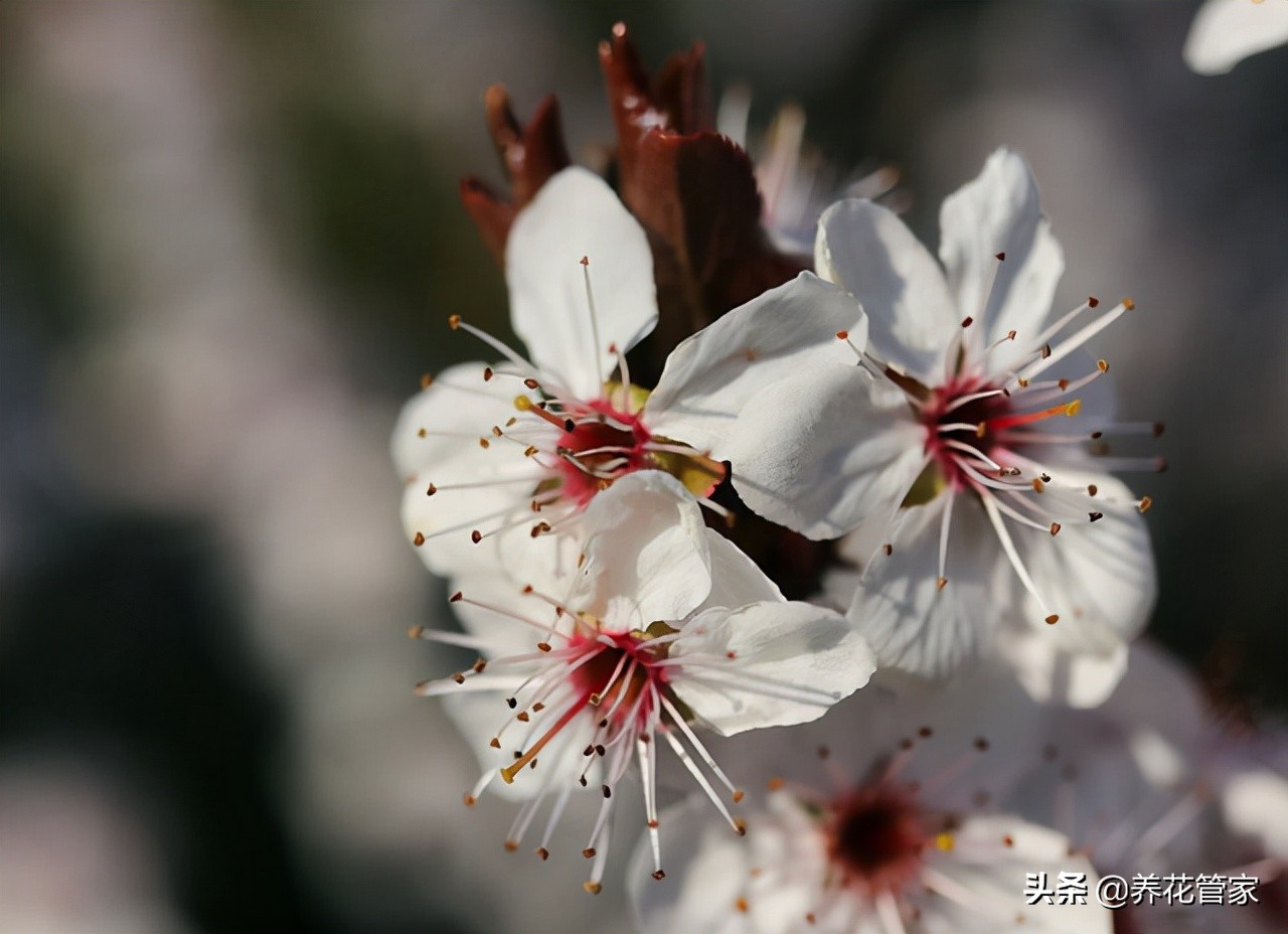 春天开的常见的花（在春季盛开的鲜花分享）