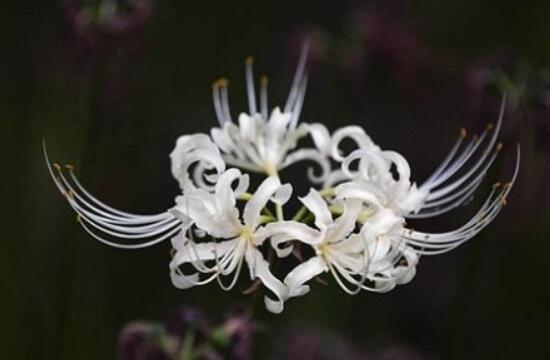 彼岸花为什么叫死人花，太过晦气专门长在坟墓（图）(图1)