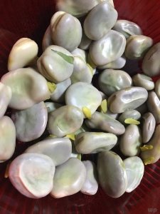 ​蚕豆的功效与作用（促进骨骼发育 但需注意这些）