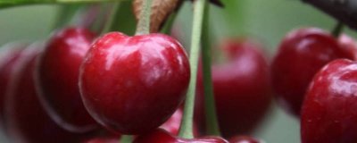 ​大连有哪些特产适合带回家的地方[大连适合带回家的特产]