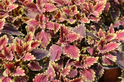 ​彩叶草品种有哪些