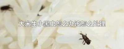 ​大米生小黑虫怎么办该怎么处理