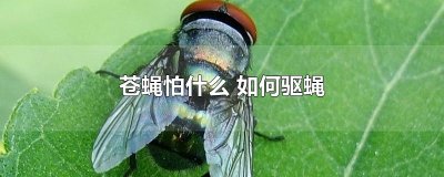 ​苍蝇怕什么 如何驱蝇