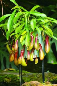 ​猪笼草的特点和作用（猪笼草是一种什么样的植物）