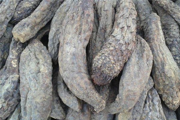 肉苁蓉可以生吃吗 生吃对功效有影响