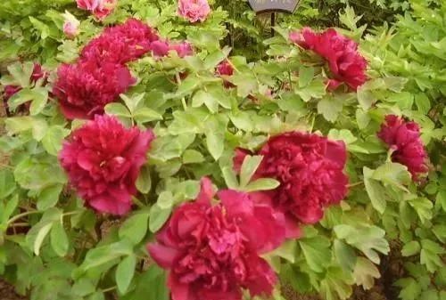 牡丹花怎么栽培（牡丹的养殖方法及注意事项）