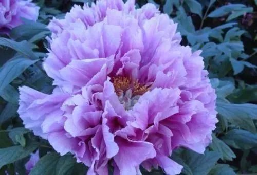 牡丹花怎么栽培（牡丹的养殖方法及注意事项）