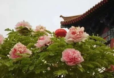 牡丹花怎么栽培（牡丹的养殖方法及注意事项）