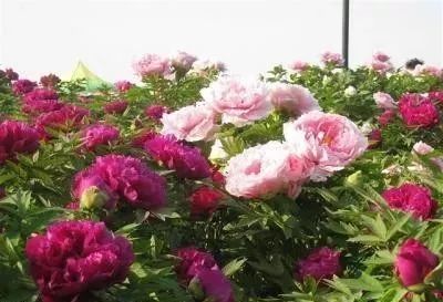 牡丹花怎么栽培（牡丹的养殖方法及注意事项）