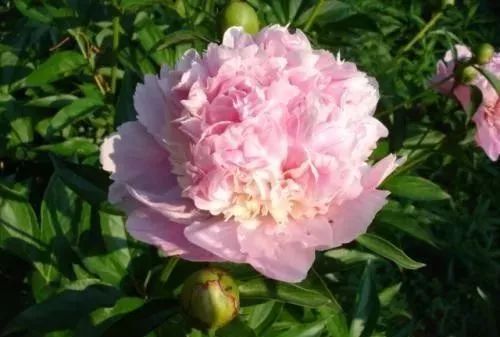 牡丹花怎么栽培（牡丹的养殖方法及注意事项）